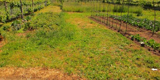 Terreno construção- V.F.S. Pedro