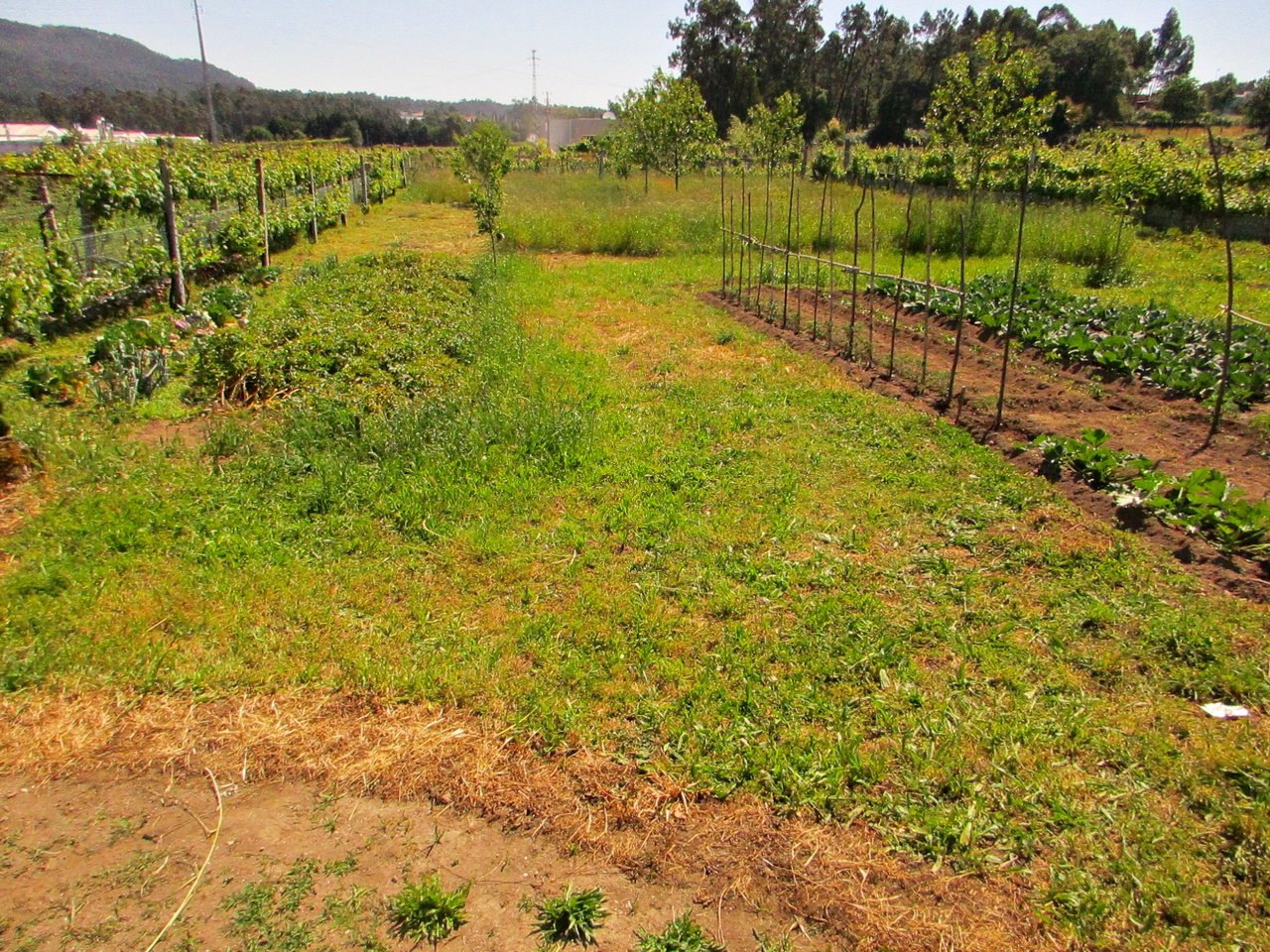 Terreno construção- V.F.S. Pedro